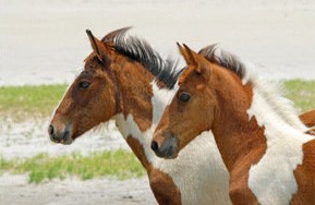 Two horses side by side on the beach at Assateague National Seashore